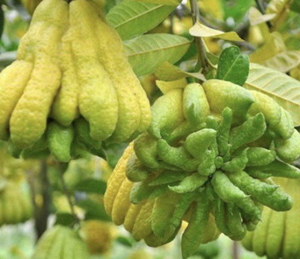 Kỹ Thuật Trồng và Chăm Sóc Cây Phật Thủ.png